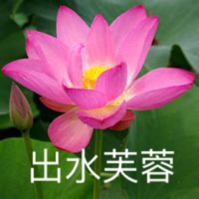 companion for fortnite免费下载